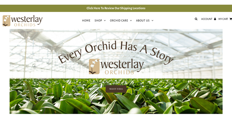 Westerlay Orchids